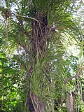 Miniatura para Freycinetia banksii