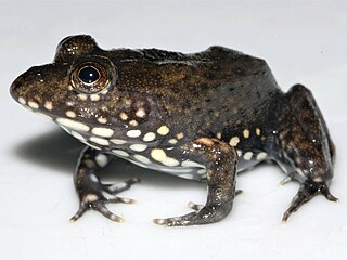 <i>Aubria</i> Genus of amphibians