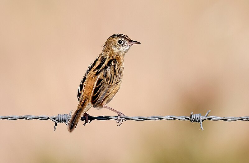 File:Fuinha-dos-juncos, Zitting Cisticola (52866891421).jpg