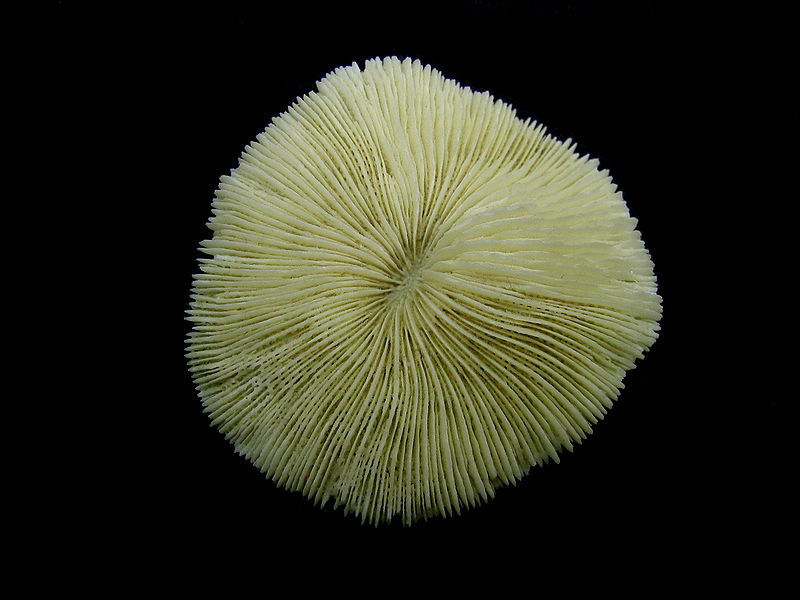 File:Fungia Coral Top Macro.jpg