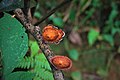 Fungus in Sinharaja Forest Reserve,Sri Lanka.jpg