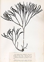 Thumbnail for Furcellaria