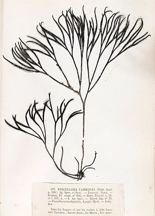 <i>Furcellaria</i> Genus of seaweeds