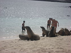תיירים ואריות יום על חוף האי