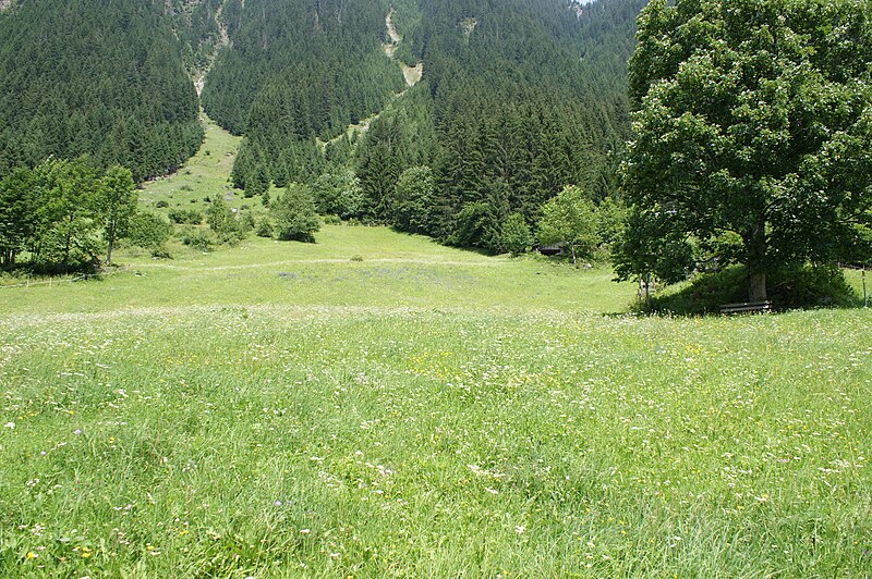 File:Gaschurn-Partenen-ski run in summer-02ASD.jpg