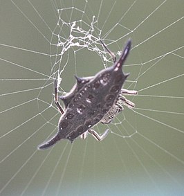 Gasteracantha diardi