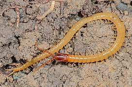 ムカデ - Wikipedia