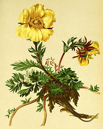 Botanical illustration Geum reptans Atlas Alpenflora.jpg