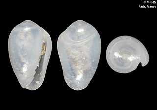 <i>Gibberula watkinsae</i> Species of gastropod