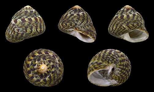 Gibbula pennanti