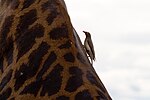 Giraff med rödnäbbad oxhackare i Serengeti nationalpark i Tanzania.