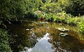 Jardin d'eau de la Maison de Monet à Giverny