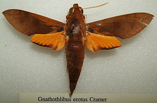 <i>Gnathothlibus erotus</i> species of insect