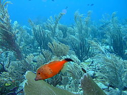 Amid the exuberant Gorgonian pavement on the Fathom at least 11 clumps of healthy hard coral can be seen in this picture.