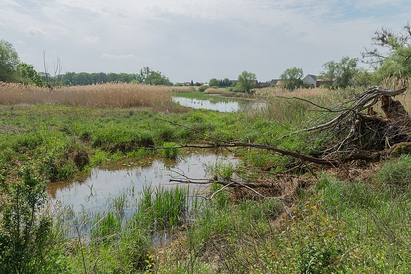 File:Gorsdorf NSG Untere Schwarze Elster 02.jpg