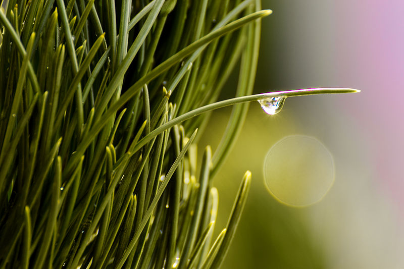 File:Goutte sur une branche de pin 3.jpg