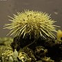 Thumbnail for Gracilechinus lucidus
