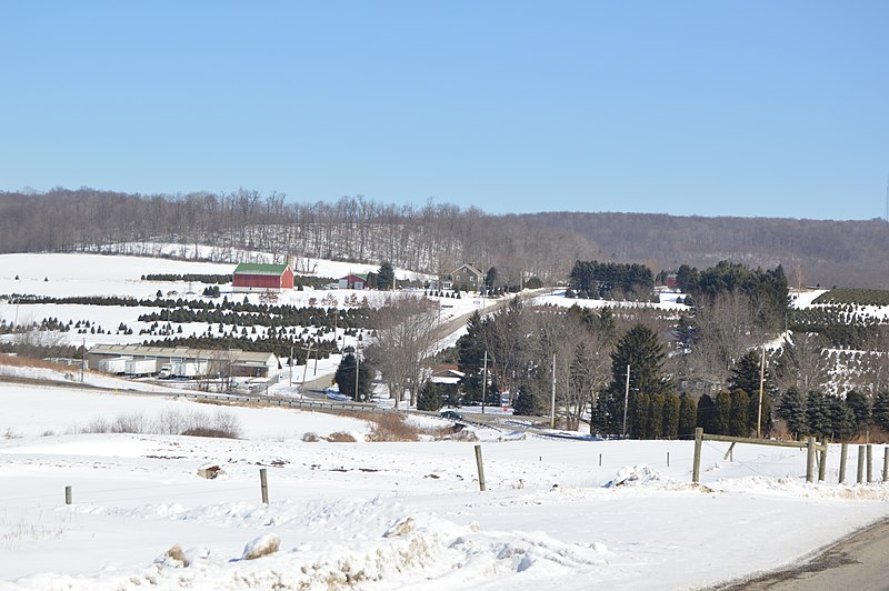 File:Grange Hall Road through Christmas tree farm.jpg