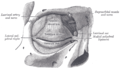 De tarsi van de ogen en de bijbehorende ligamenten. Voorzicht van het rechteroog. De traanzak is zichtbaar rechts van het midden.