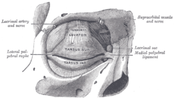 Lacrimal Artery