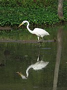 Great egret in 2016