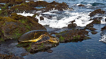 Green sea turtle at Punaluʻu Beach, Big Island