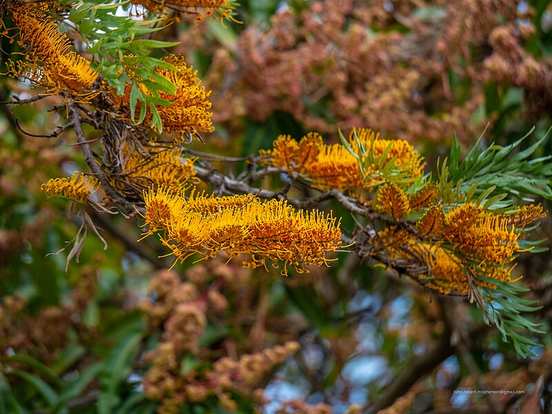 File:Grevillea robusta flowers 7th Brigade Park Chermside P1070860.jpg