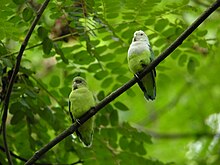 Hallpea-lembelind (Agapornis cana)