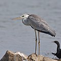 * Nomination Grey heron (Ardea cinerea) perched on mud island, Kabini Reservoir, Nagarhole, Karnataka --Tagooty 02:36, 3 May 2022 (UTC) * Promotion  Support Good quality -- Johann Jaritz 04:01, 3 May 2022 (UTC)