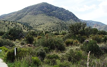 Typical flora found at the mid to high elevations of the Guadalupe Mountains.