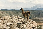 Miniatura para Lama guanicoe cacsilensis