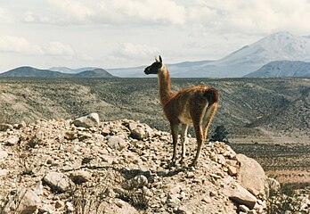 Lauca Nemzeti Park