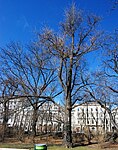 Ginkgobaum (Ginkgo biloba)