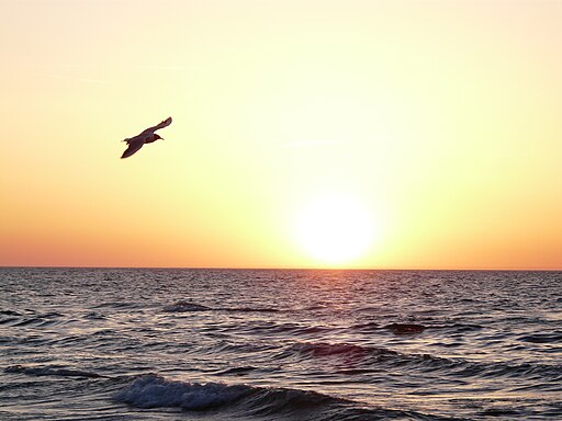 Gulls on a Polish Baltic coast - 07