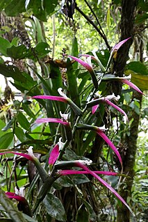 <i>Guzmania wittmackii</i> species of plant