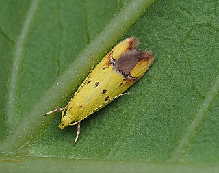 <i>Gymnobathra flavidella</i> Species of moth endemic to New Zealand