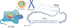 Клітина — Клітинне ядро — Хромосома — ДНК