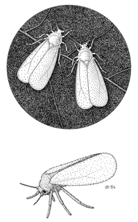 Greenhouse whitefly Species of true bug
