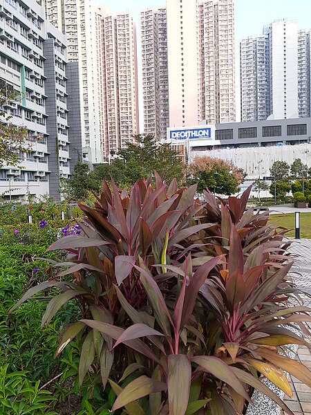 File:HK TKO 將軍澳 Tseung Kwan O 唐明街公園 Tong Ming Street Park green leaves November 2019 SS2 20.jpg