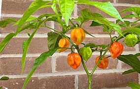 Caribbean Red Habanero Hot Chile Pepper