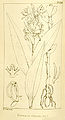 Habenaria gibsonii plate 2319 in: Hooker's Icones Plantarum (Orchidaceae), volume 24 (1896)