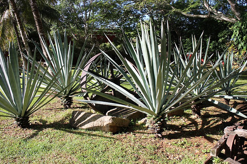 File:Hacienda Temozón Yucatan Nov 2018 17.jpg