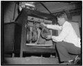 Hams. Placing the ham in the incubator, Mr. Carroll sets the heat at the required temperature for the aging LCCN2016878115.tif