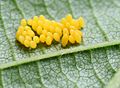 2/14 English: A clutch of 40 Harmonia axyridis eggs. Each egg is 1,3 mm long. Français : Une ponte de 40 œufs d'Harmonia axyridis. Chaque œuf fait 1,3 mm de long.