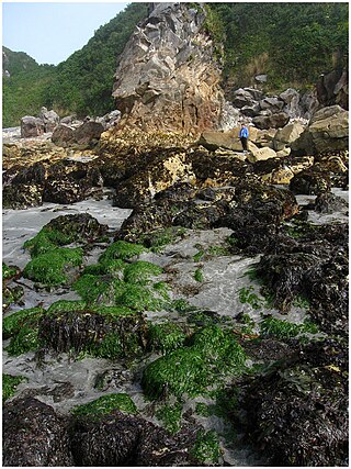 <span class="mw-page-title-main">Harris Beach State Park</span> State park in Oregon, United States