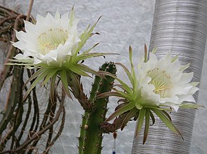 Harrisia ‘Jusbertii’