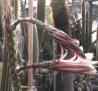 <i>Harrisia taetra</i> Species of cactus