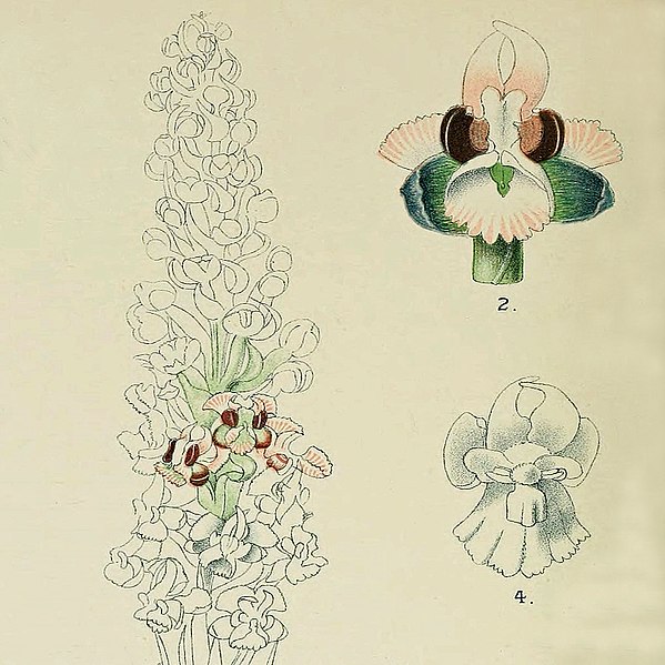 File:Harry Bolus - Orchids of South Africa - volume I plate 049 (1896) - cropped.jpg