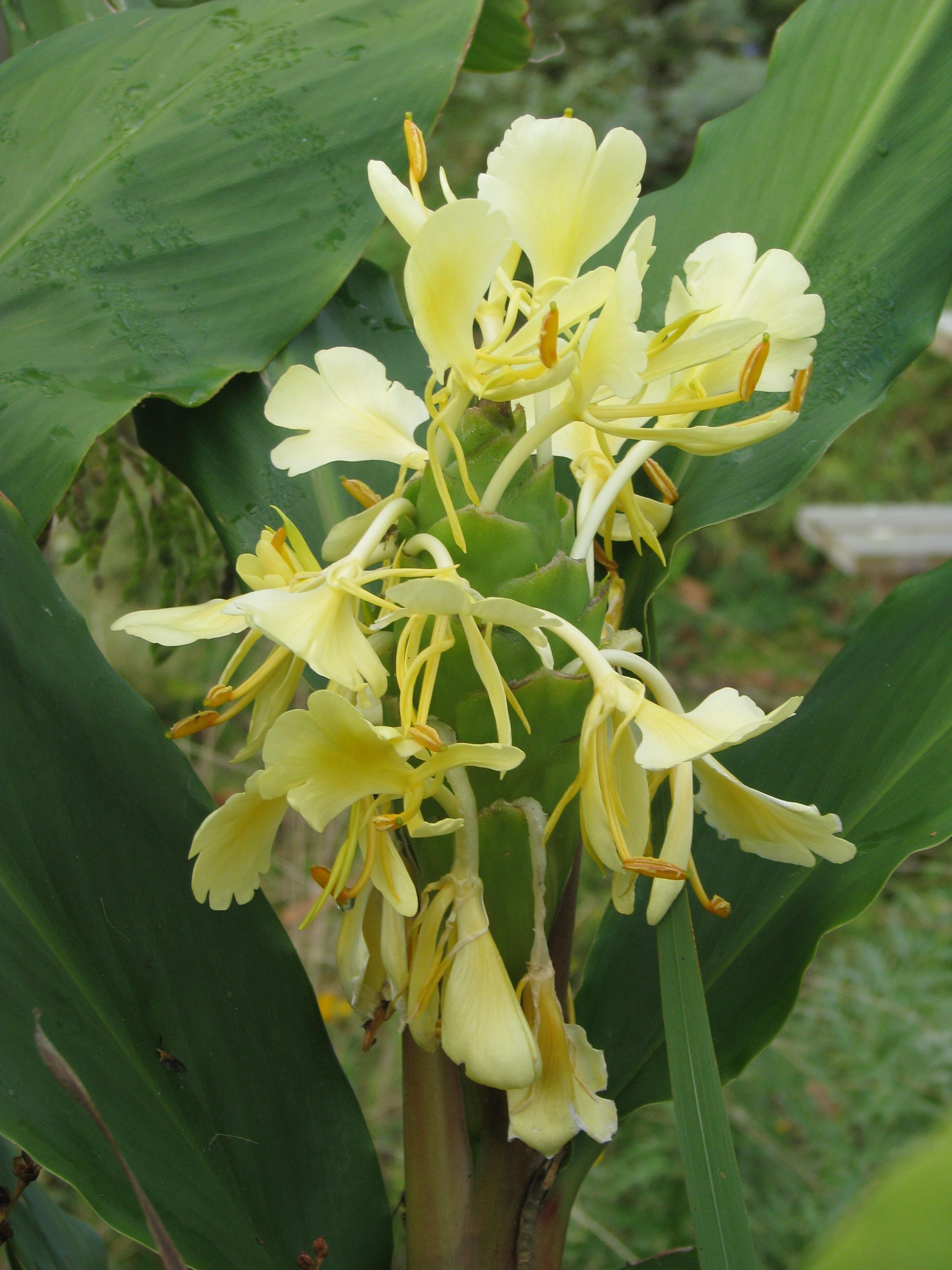 Hedychium urophyllum HWJ 604 (15471812560).jpg