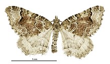 Helastia cryptica male.jpg